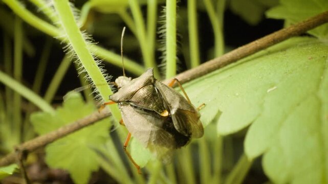 Red-legged shieldbug (Pentatoma rufipes) macro close-up, forest bug on natural background