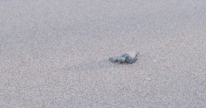 a high frame rate tracking clip of a loggerhead turtle baby crawling at sunset on the beach of mon repos in qld, australia