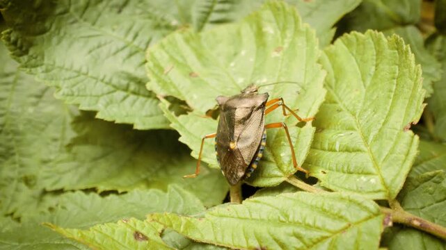 Red-legged shieldbug (Pentatoma rufipes) close-up, forest bug on  a leaf
