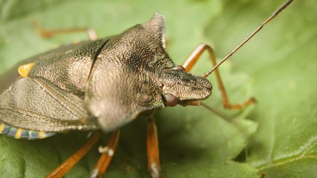 Close-up of red-legged shieldbug (Pentatoma rufipes), macro on natural surface