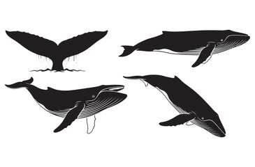 Set of whale silhouettes humpback whale swimming ocean giants marine life icons on transparent background sea mammal symbols aquatic animal design vector illustration graphic artwork © Amdadul