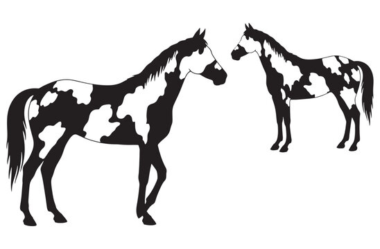 Set of spotted horse silhouettes, paint horse breed with unique coat pattern, vector illustration beautiful domestic animal collection.