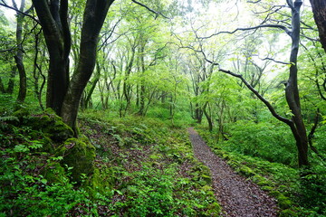 Fototapeta premium fine spring path in misty rain 