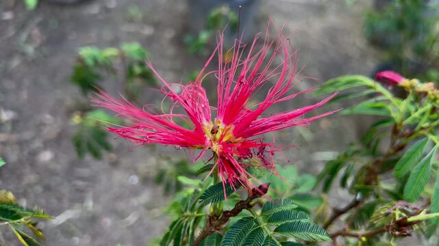 Pink powderpuff flower with raindrops in delicate close up after rain.