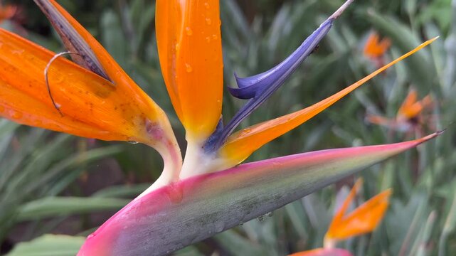 Bird of paradise flower revealed from extreme macro to full bloom with raindrops in a tropical nursery.