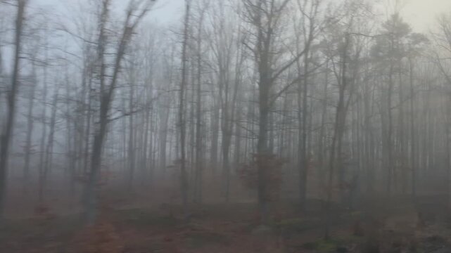 Eerie Morning Train Ride Through Misty Forest