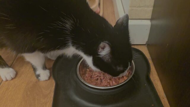 Close-up of Black and White Cat Eating from Bowl Dimly Lit Kitchen