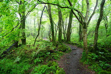 Obraz premium fine path and mossy old trees in misty rain