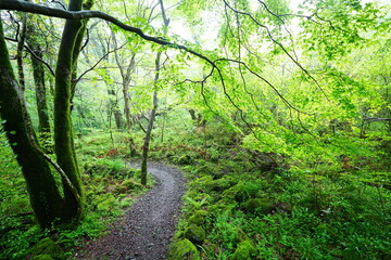 Obraz premium refreshing forest and path in misty rain