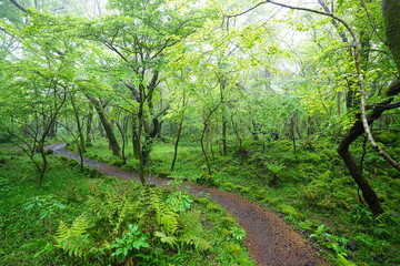 Fototapeta premium fine spring path in misty rain 