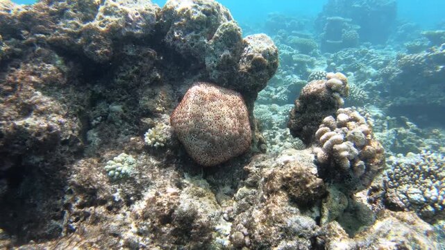 Culcita novaeguineae (common name, cushion star) is a species of starfish. It has short arms and an inflated appearance and resembles a pentagonal pincushion. 