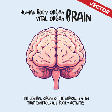 Human Brain Posterior Back View Vector Illustration Central Nervous System Anatomical Organ For Medical Neurology Healthcare Science Education Graphic Design Isolated Professional Poster Art