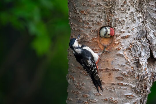 子育て中のアカゲラ