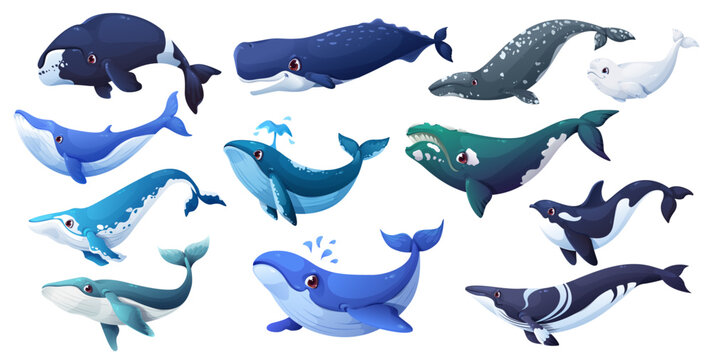 Cartoon whale animal characters of vector cute blue, grey and fin, sperm, humpback and bowhead whales, orca and beluga. Giant sea and ocean mammal animal characters spouting water with happy smiles