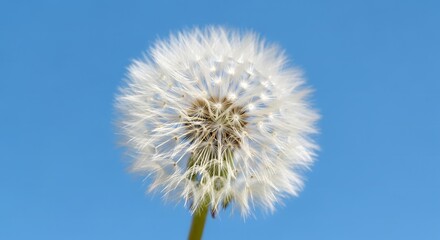 Fototapeta premium Close up of a dandelion seed head against a vibrant blue sky