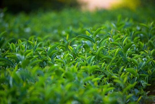 Green tea tree leaves camellia sinensis in organic farm sunlight. Fresh young tender bud herbal farm on summer morning. Sunlight Green tea tree plant. Close up Tree tea plant green nature in morning