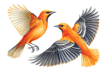 Fototapeta premium Hand-Painted Oriole Watercolor, Vibrant Orange Songbird Art, Isolated Vector Illustration