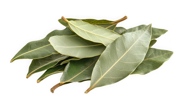 A bunch of bay leaves on transparent background