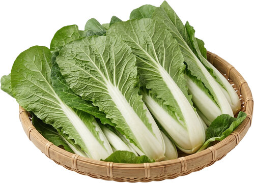 얼갈이