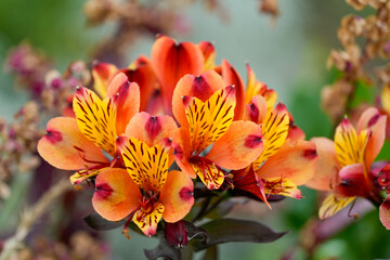 Flowers of the Golden Peruvian Lily. Close-up of the flowering plant. Alstroemeria aurea.  © Elly Miller
