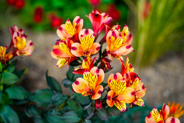 Flowers of the Golden Peruvian Lily. Close-up of the flowering plant. Alstroemeria aurea.  © Elly Miller