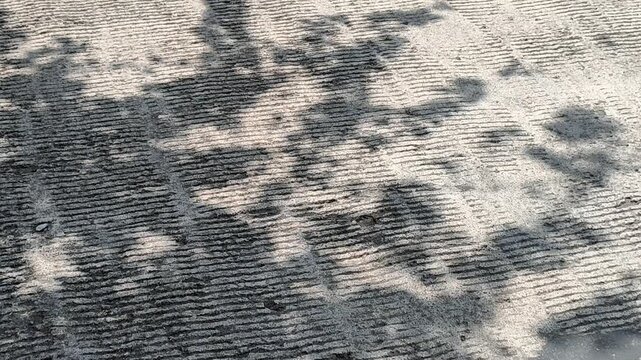 Tree shadows gently swaying in the wind, forming dynamic patterns on the ground, blending light and motion into a calm, natural scene full of subtle beauty.