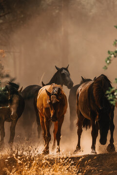 Saca de las Yeguas, Almonte, Do&ntilde;ana, Huelva, Andaluc&iacute;a, tradici&oacute;n, yeguas, caballos, potros, marisme&ntilde;os, manada, ganado, equinos, naturaleza, salvaje, bosque, pinos, &aacute;rboles, polvo, polvareda, nube, 