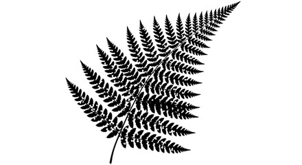 Black fern leaf silhouette on white background © Vania