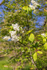 Fototapeta premium Flowering Bird cherry tree branch a beautiful sunny spring day