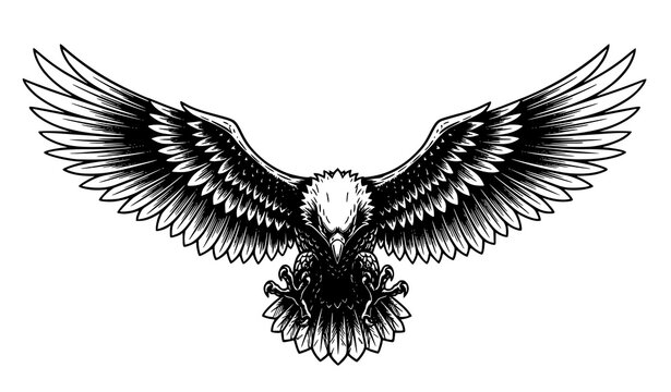 Woodcut style American bald eagle swooping downward with spread wings vintage engraving vector mascot