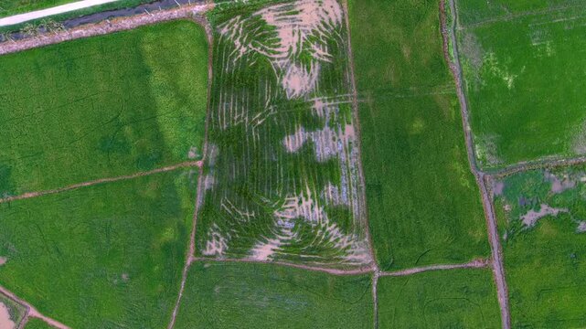 Aerial view of green paddy fields with irrigation paths and muddy patches.