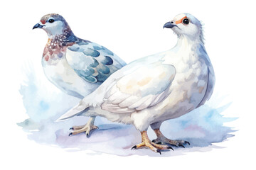 Fototapeta premium Watercolor Ptarmigan, Arctic Bird Clipart vector illustration isolated on white background