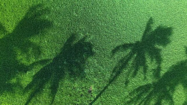 Aerial drone view of coconut tree shadows on paddy field