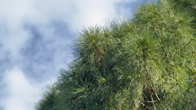 Dense green pine needles on branches fill the corner of the frame. Bright blue sky with soft white clouds on the right. Windy weather causes visible movement in the foliage