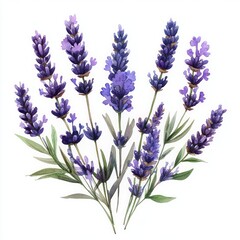 Obraz premium watercolor bouquet of lavender sprigs with purple blossoms and green leaves, delicate and calming
