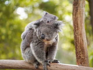 Mother koala carrying baby joey on her back, sitting on eucalyptus tree branches in Australian wildlife © Walkinwithme Photos