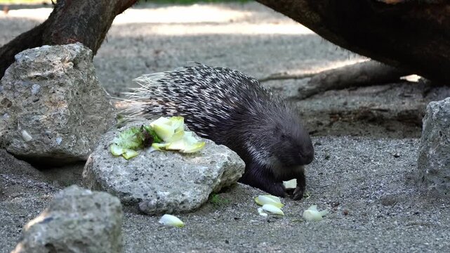 The Indian crested Porcupine, Hystrix indica or Indian porcupine is a large species of hystricomorph rodent belonging to the Old World porcupine family Hystricidae