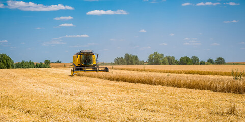 Fototapeta premium A yellow combine harvester operates in a vast golden wheat field under a clear blue sky.