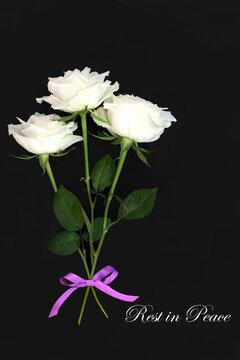 Rest in peace white rose flower memorial tribute on dark gray background. Floral design for funeral invitation in sympathy card with text.