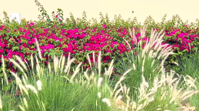 Vivid Pink Flowering Hedge Alongside Tall Waving Grassy Plants Under Sunlight. Vibrant Pink Bougainvillea Shrubs With Tall Moving Grasses On Sunny Suburban Wall Background