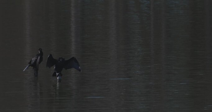 A cormorant perched on a perch in a pond at a park in Tokyo telephoto shot