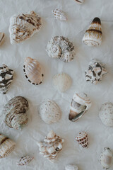 Obraz premium Top View Of Multiple Seashells Arranged On Crumpled White Background