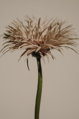 Fototapeta premium Beautiful Gerbera Flower Bloom Isolated On Plain Wall With Warm Shadows
