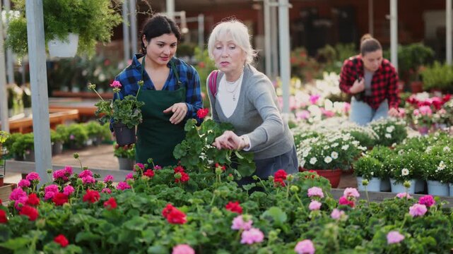 Mature woman selects geranium flowers with the help of staff member in a greenhouse. High quality 4k footage