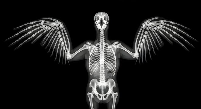 X ray image of avian skeleton with extended wings against black background