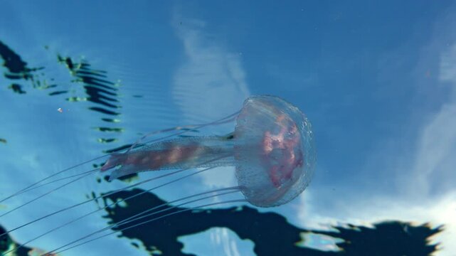 Low angle shot of a Pelagia noctiluca and a small fish with clouds and blue sky visible through the water