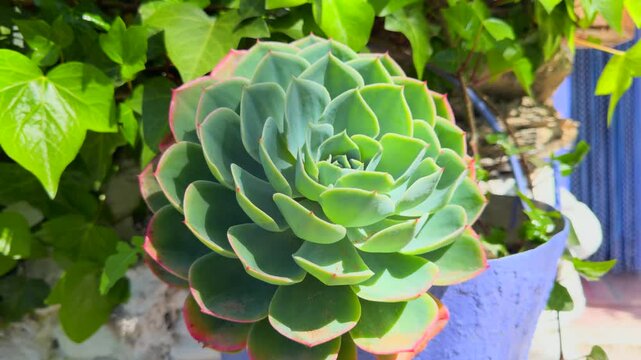 Echeveria succulent plant with green rosettes and red leaf tips, growing in a pot against an ivy background.