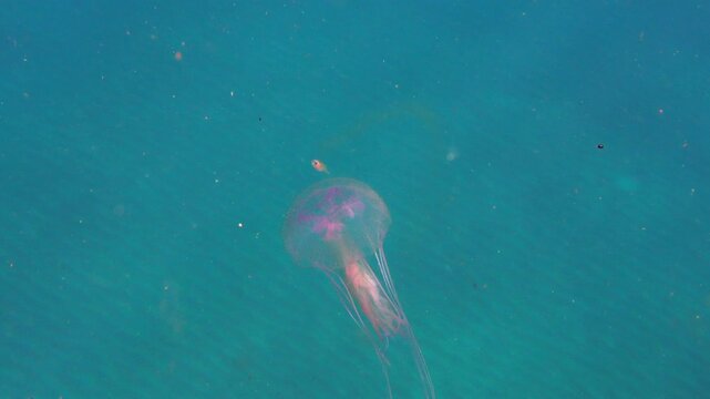 High angle shot of a mauve stinger and a small fish swimming up from the sandy seabed