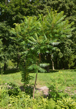 Sumac tree green leaves nature