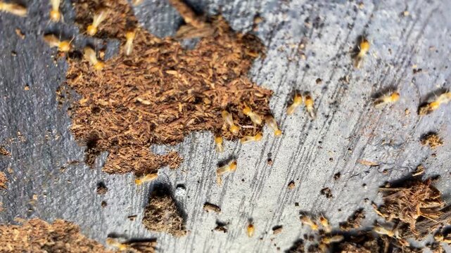 termite colony on a rotten wooden surface, property eaten by termite colony, hand heald camera movement